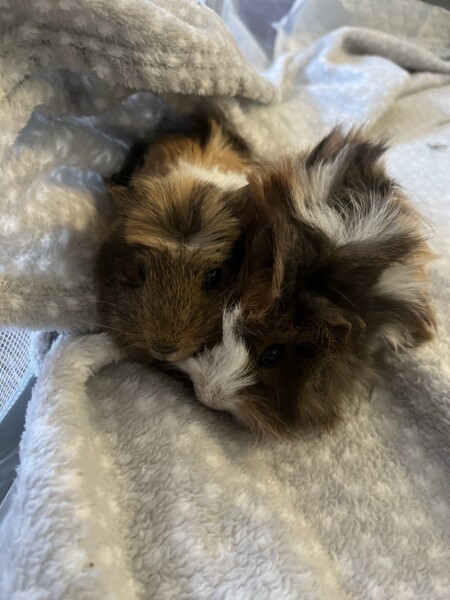 What would you name them?