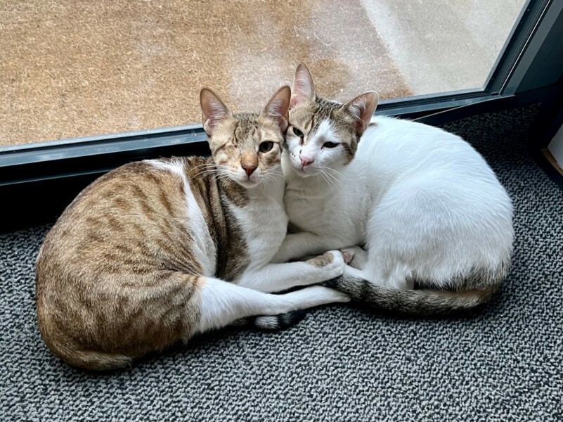 Just for the love of Tabby Cats- not enough tabby love