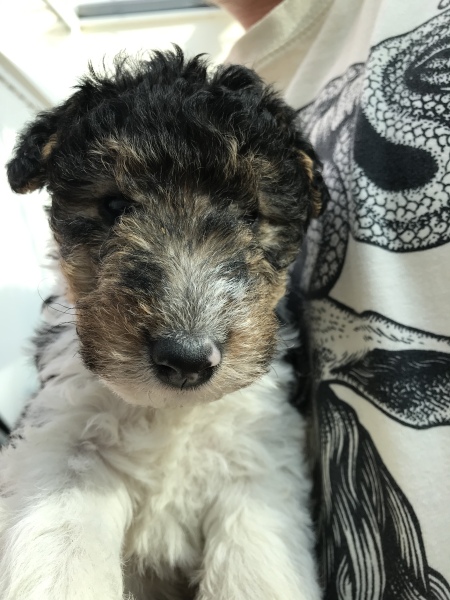Puppy breeder