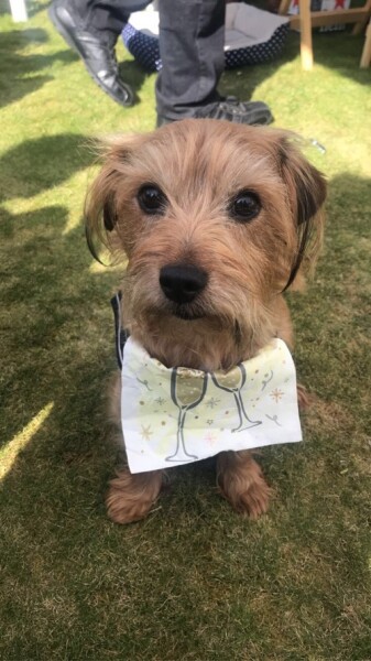 I can’t get over losing my dog, the grief is overwhelming 