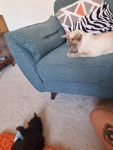 Blatant kitten spam 