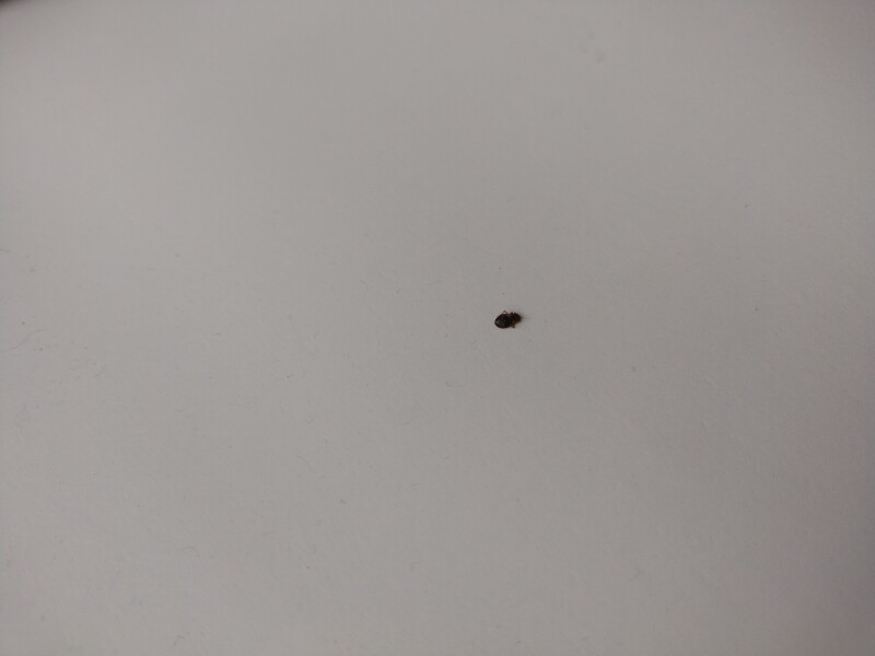 Is this a bed bug?