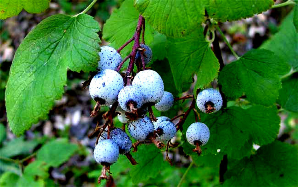 Blackberries growing in my garden