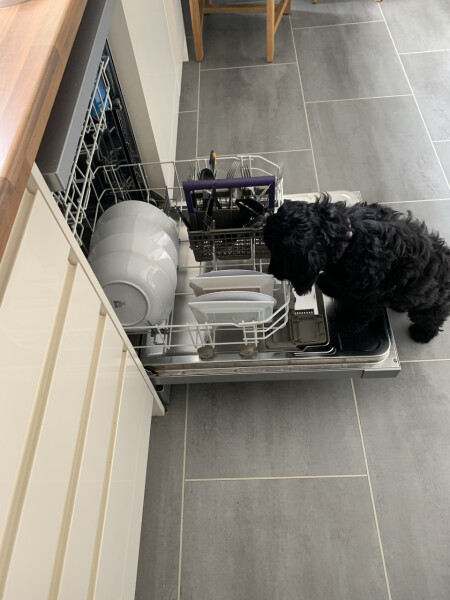 Puppy Survival Thread: Surviving into Summer 2022