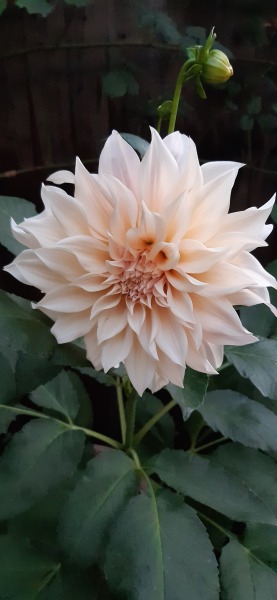 Who’s growing Dahlias this year