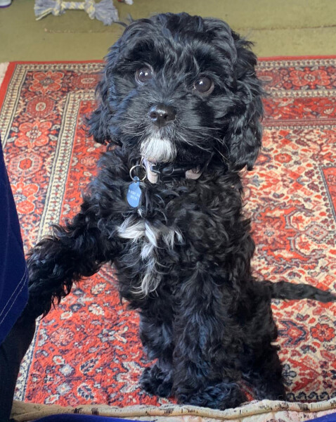 Thread 36.1 Covid Cohort , The Night Before Results Distraction Thread