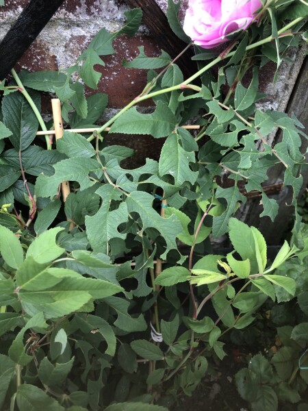 What is eating my rose?