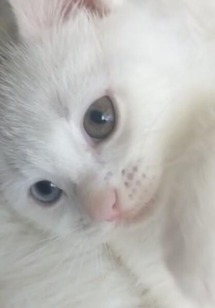 Heterochromia (odd-eyed) kitten