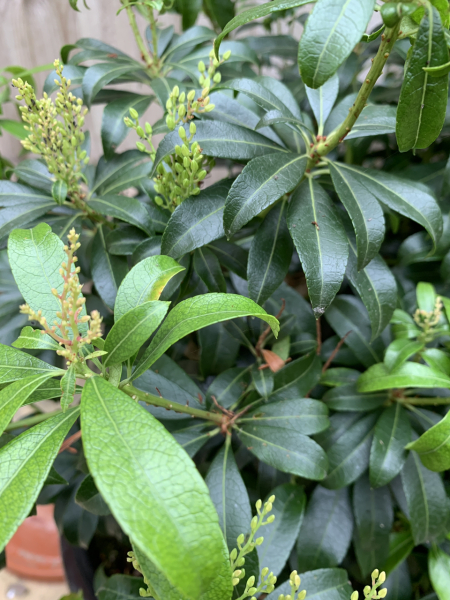 Name of this small, fiery herbey border plant?