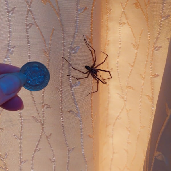 *Warning- contains picture of spider* To be frozen in fear and awe all at the same time!!