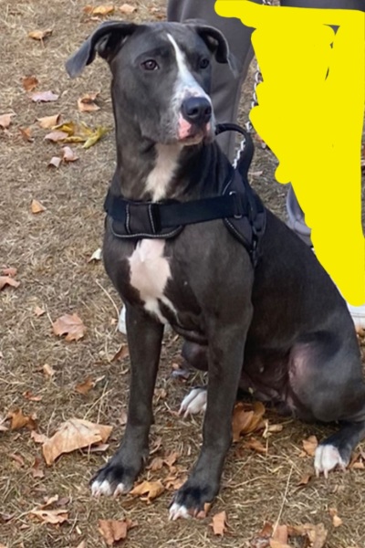 What sort of dog is this (pic)