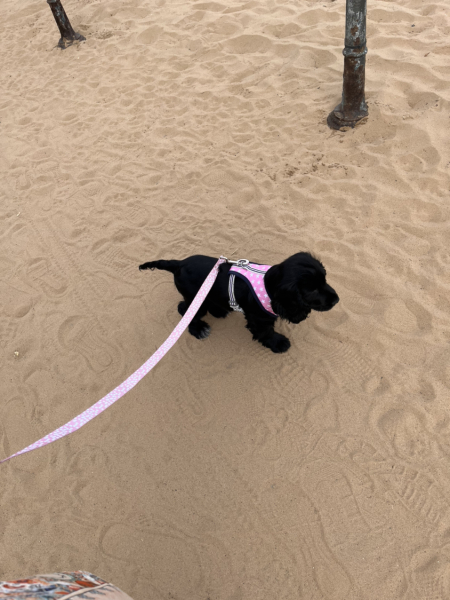 Puppy Survival Thread: Surviving into Summer 2022