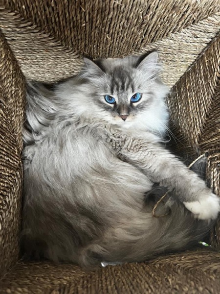 Allergic to cats but want one