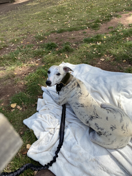 Dog swallowed sausage wrapper ...