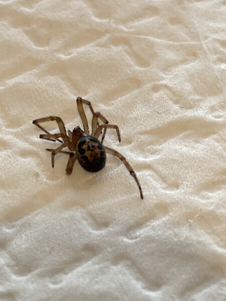 Is this a false widow spider or something else?