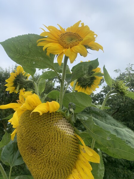 what's your favourite thing about your garden
