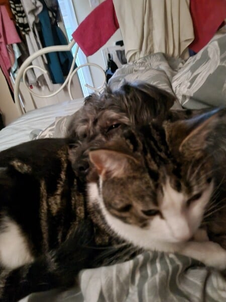 New kitten.....