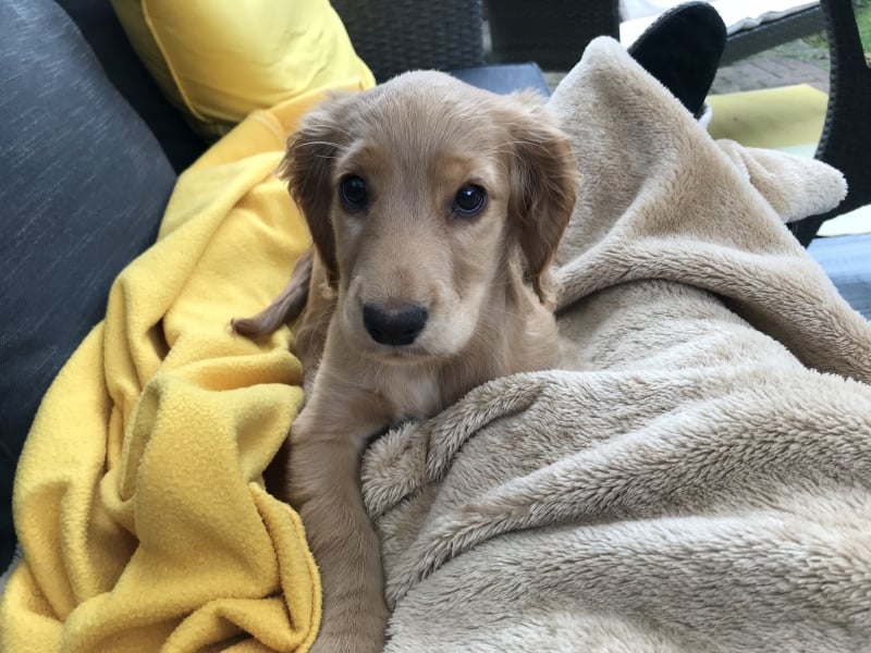 Puppy Survival Thread: Surviving into Summer 2022