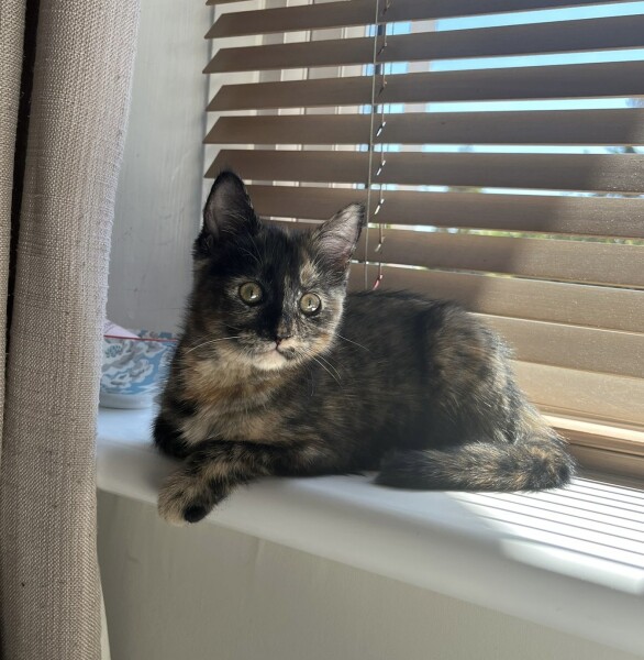 I'd forgotten how much of a pickle a kitten can be!