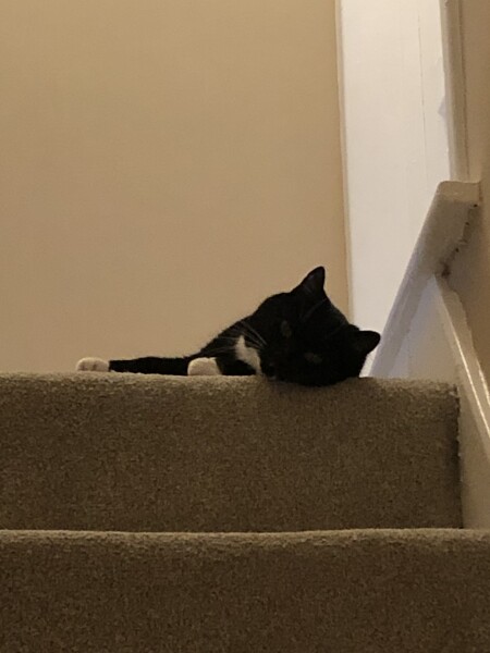 Happy international cat day!