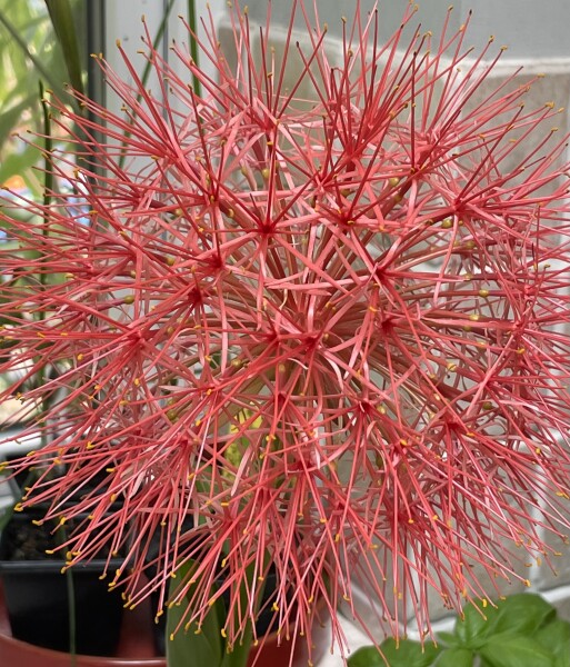 Has anyone grown a Scadoxus multiflorus (blood lily)?