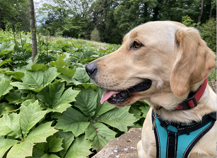 Puppy Survival Thread: Surviving into Summer 2022