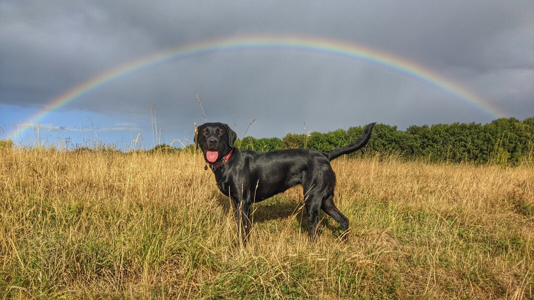 Puppy Survival Thread: Surviving into Summer 2022