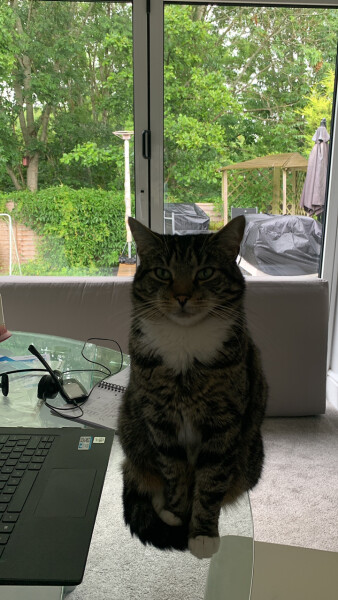 Just for the love of Tabby Cats- not enough tabby love