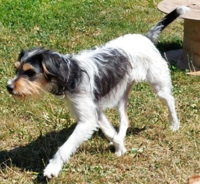 Guess my breeds?