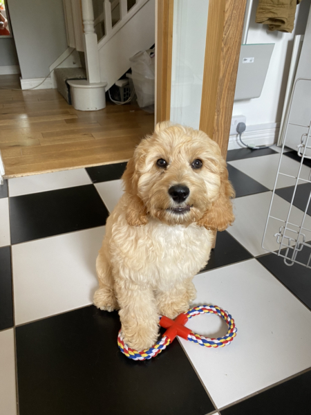 Puppy Survival Thread: Surviving into Summer 2022