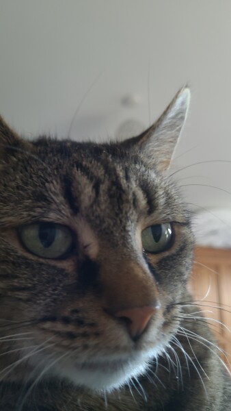 Cat mugshots