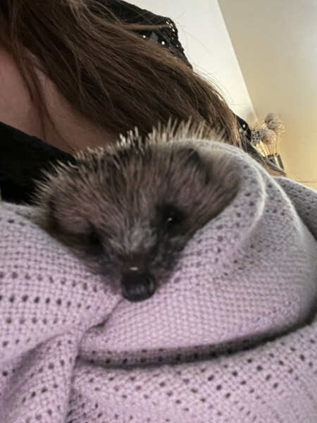 A hedgehog one