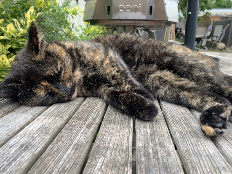 Thread 36.1 Covid Cohort , The Night Before Results Distraction Thread