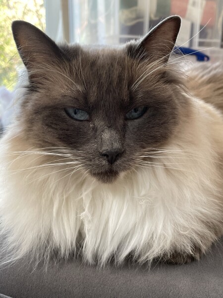 Cat mugshots