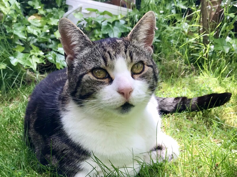 Just for the love of Tabby Cats- not enough tabby love