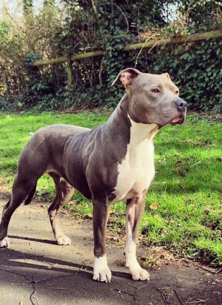What sort of dog is this (pic)