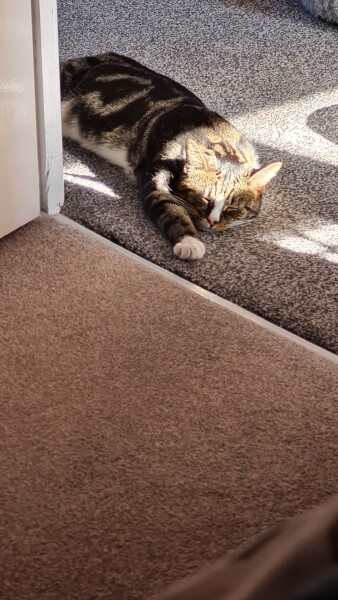 Just for the love of Tabby Cats- not enough tabby love