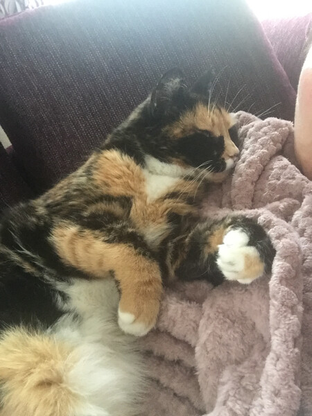 Just for the love of Tabby Cats- not enough tabby love