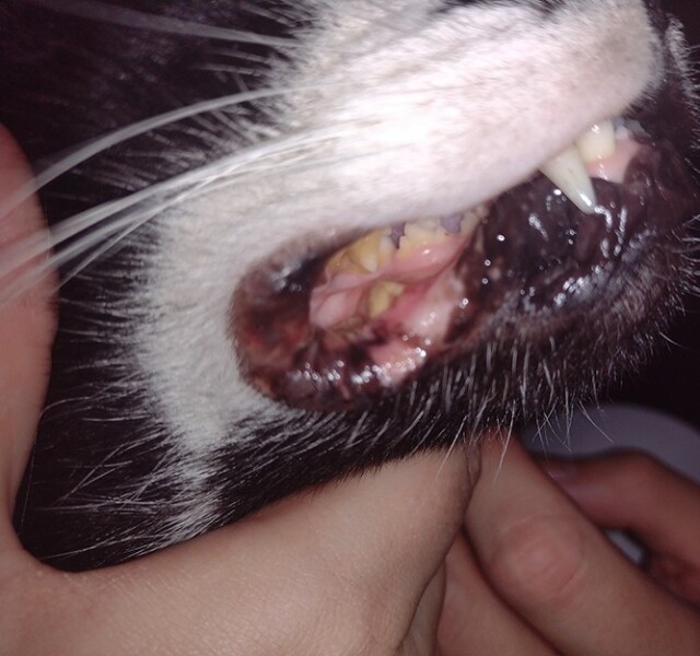 What is this? Taking to the vet in the morning