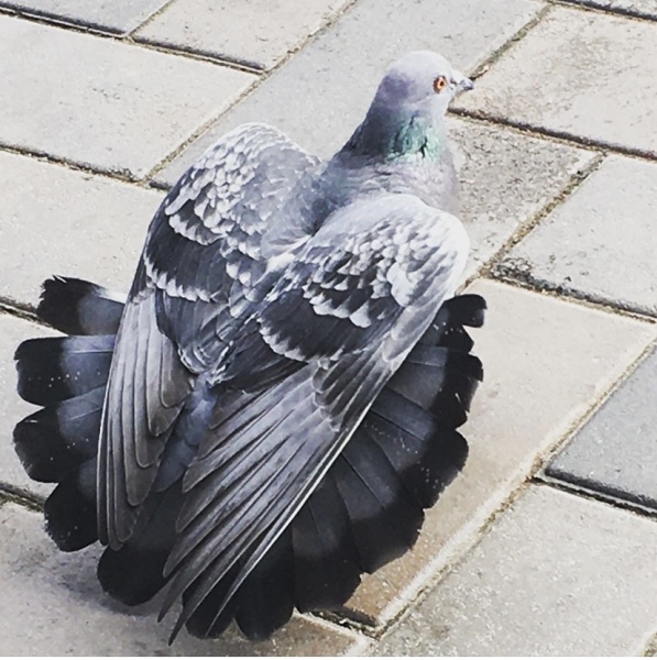 To Love Pigeons