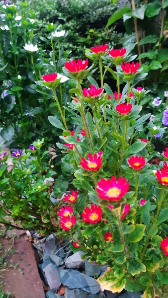 Aster?