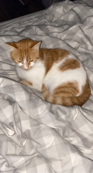 Just for the love of Tabby Cats- not enough tabby love