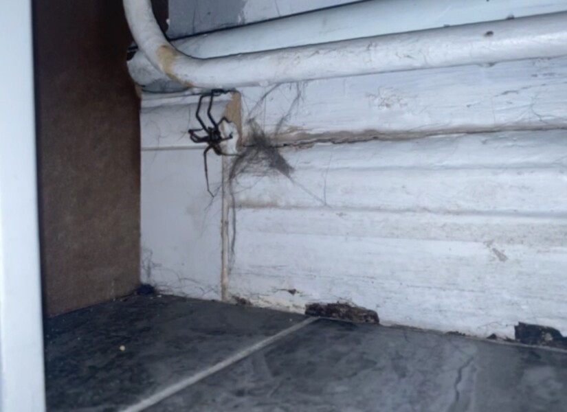 Why are the spiders so early?