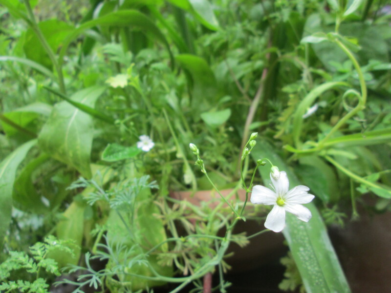Plant id please