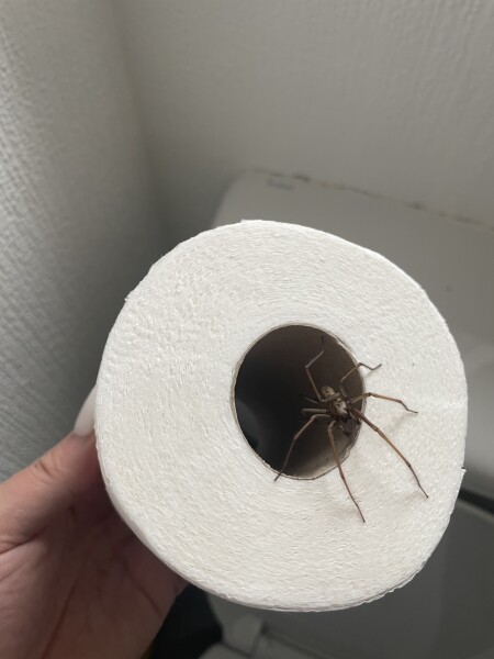 House spiders - how many have you seen this year?