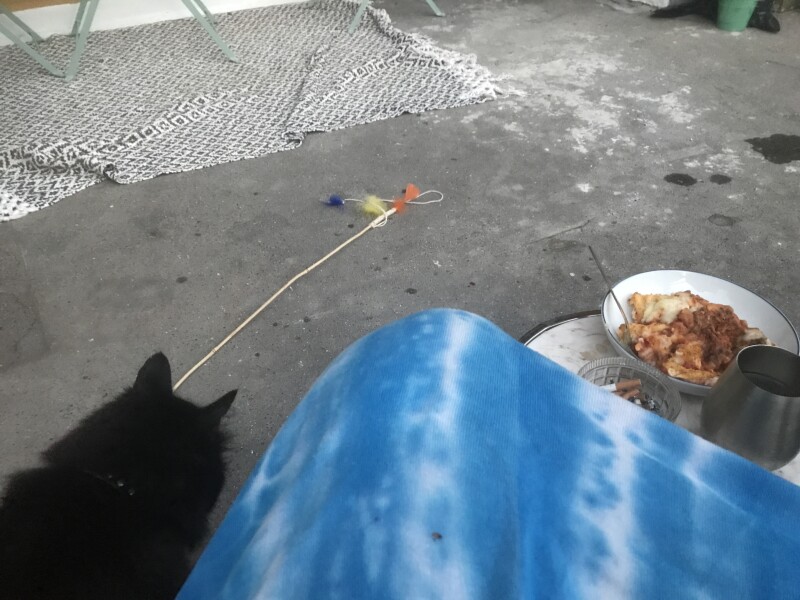 Thug cat part 4.  After all, it's not my Axminster.