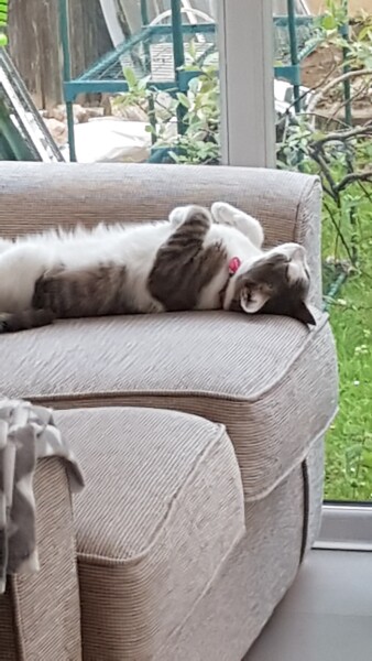 Just for the love of Tabby Cats- not enough tabby love