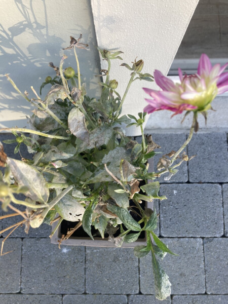Who’s growing Dahlias this year