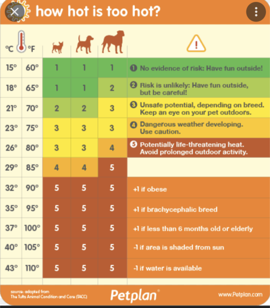 Can I walk chihuahua when temp is 29c
