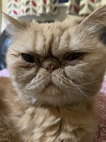 Happy international cat day!